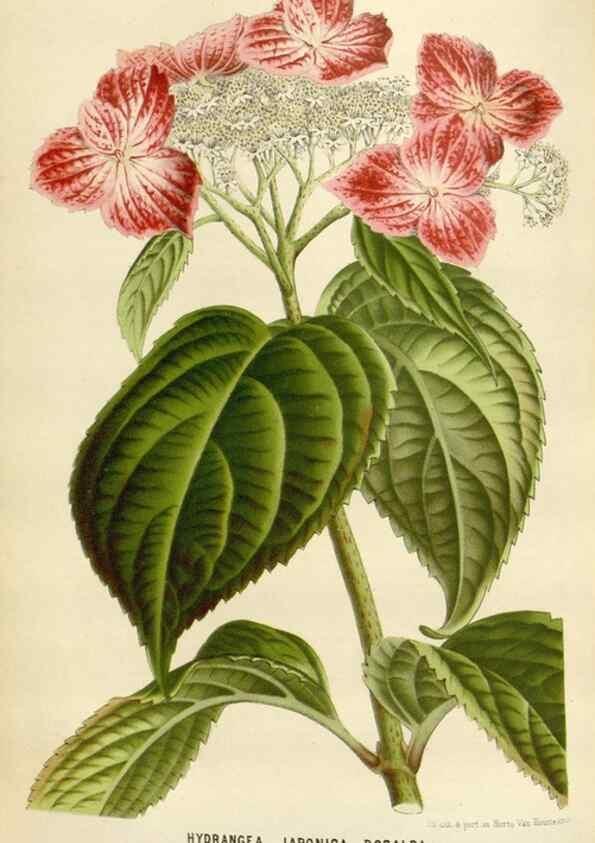 Reproducción/Reproduction 49588951116: Flore des serres et des jardins de l'Europe. A Gand :chez Louis van Houtte, eÌditeur,1845-1880.. 