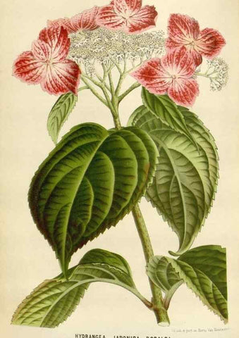 Reproducción/Reproduction 49588951116: Flore des serres et des jardins de l'Europe. A Gand :chez Louis van Houtte, eÌditeur,1845-1880.. 