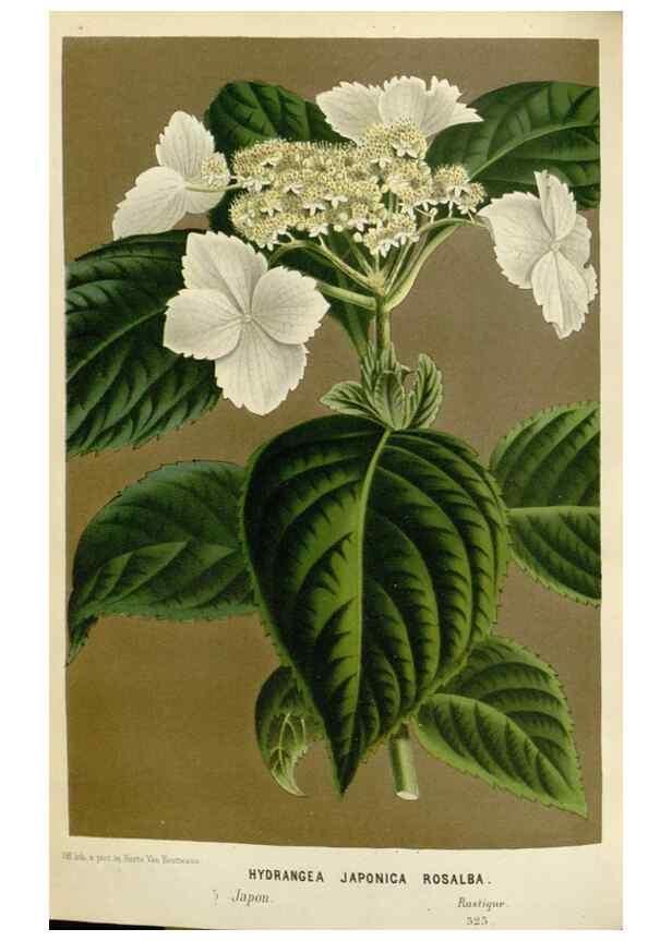 Reproducción/Reproduction 49589193922: Flore des serres et des jardins de l'Europe. A Gand :chez Louis van Houtte, eÌditeur,1845-1880.. 