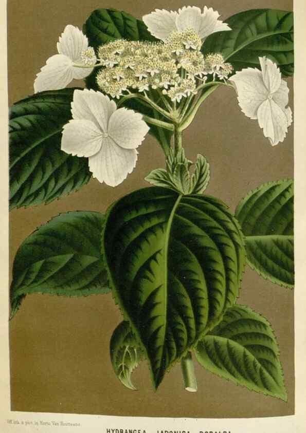Reproducción/Reproduction 49589193922: Flore des serres et des jardins de l'Europe. A Gand :chez Louis van Houtte, eÌditeur,1845-1880.. 