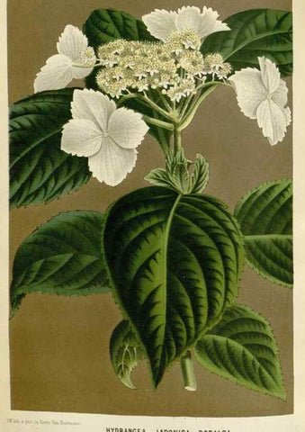Reproducción/Reproduction 49589193922: Flore des serres et des jardins de l'Europe. A Gand :chez Louis van Houtte, eÌditeur,1845-1880.. 