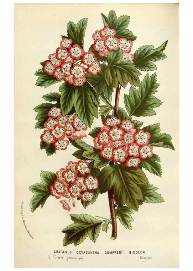 Reproducción/Reproduction 49588461973: Flore des serres et des jardins de l'Europe. A Gand :chez Louis van Houtte, eÌditeur,1845-1880.. 