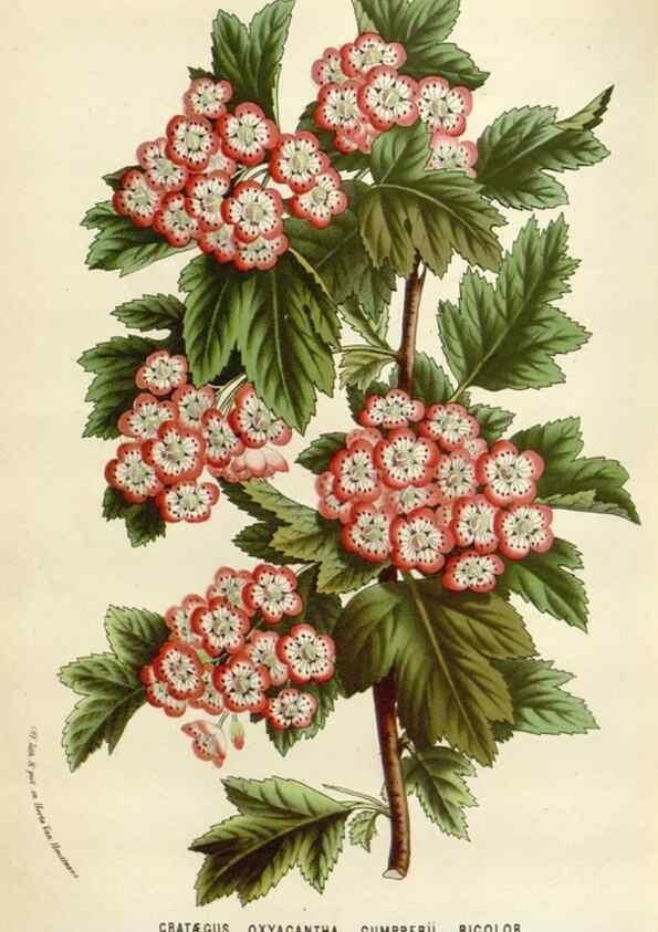 Reproducción/Reproduction 49588461973: Flore des serres et des jardins de l'Europe. A Gand :chez Louis van Houtte, eÌditeur,1845-1880.. 