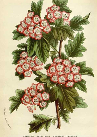 Reproducción/Reproduction 49588461973: Flore des serres et des jardins de l'Europe. A Gand :chez Louis van Houtte, eÌditeur,1845-1880.. 