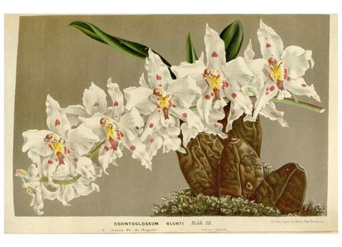 Reproducción/Reproduction 49589194517: Flore des serres et des jardins de l'Europe. A Gand :chez Louis van Houtte, eÌditeur,1845-1880.. 