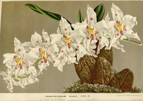 Reproducción/Reproduction 49589194517: Flore des serres et des jardins de l'Europe. A Gand :chez Louis van Houtte, eÌditeur,1845-1880.. 