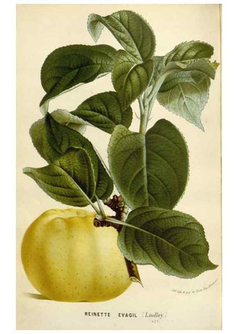 Reproducción/Reproduction 49588952386: Flore des serres et des jardins de l'Europe. A Gand :chez Louis van Houtte, eÌditeur,1845-1880.. 