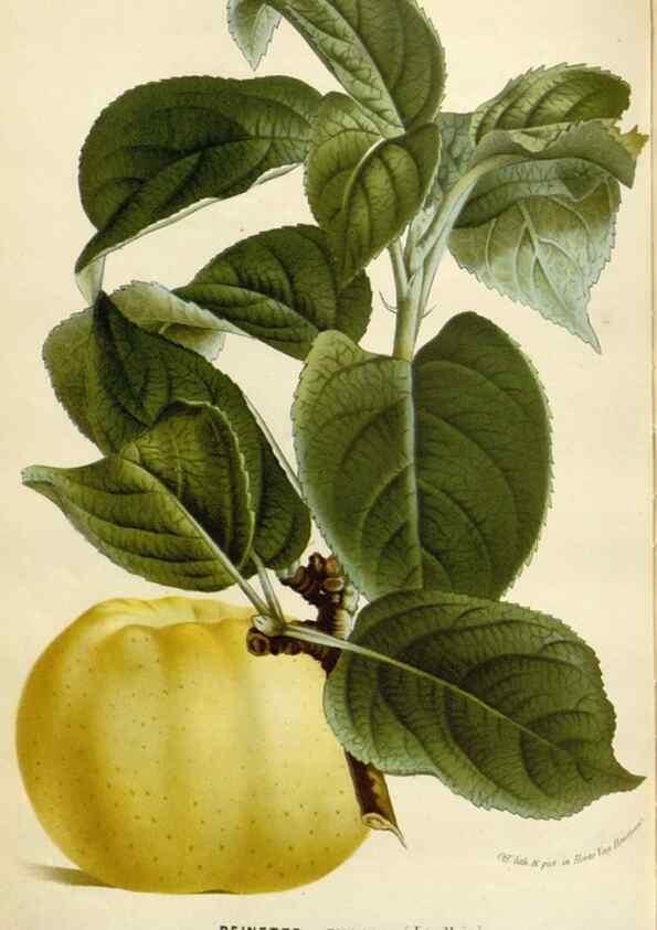 Reproducción/Reproduction 49588952386: Flore des serres et des jardins de l'Europe. A Gand :chez Louis van Houtte, eÌditeur,1845-1880.. 