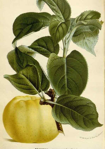 Reproducción/Reproduction 49588952386: Flore des serres et des jardins de l'Europe. A Gand :chez Louis van Houtte, eÌditeur,1845-1880.. 