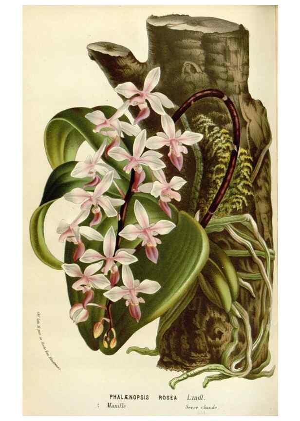 Reproducción/Reproduction 49588950156: Flore des serres et des jardins de l'Europe. A Gand :chez Louis van Houtte, eÌditeur,1845-1880.. 