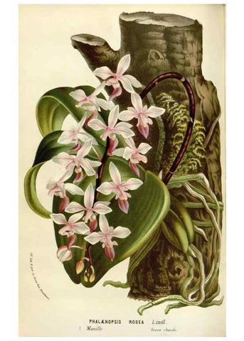 Reproducción/Reproduction 49588950156: Flore des serres et des jardins de l'Europe. A Gand :chez Louis van Houtte, eÌditeur,1845-1880.. 