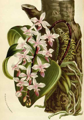 Reproducción/Reproduction 49588950156: Flore des serres et des jardins de l'Europe. A Gand :chez Louis van Houtte, eÌditeur,1845-1880.. 