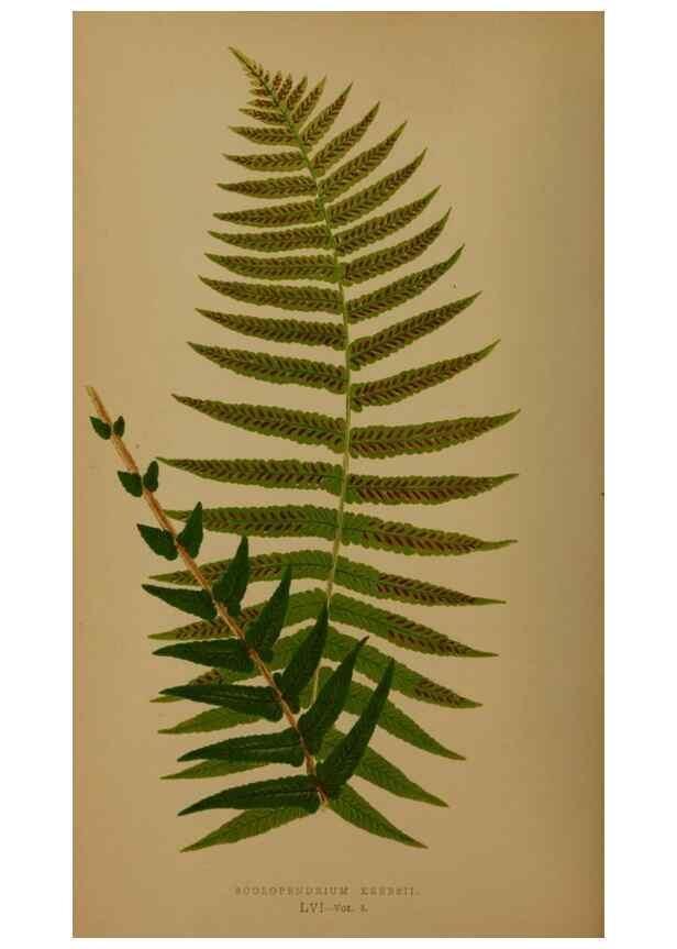Reproducción/Reproduction 49626883211: Ferns: British and exotic.... London,Groombridge and Sons,1856-60.. 