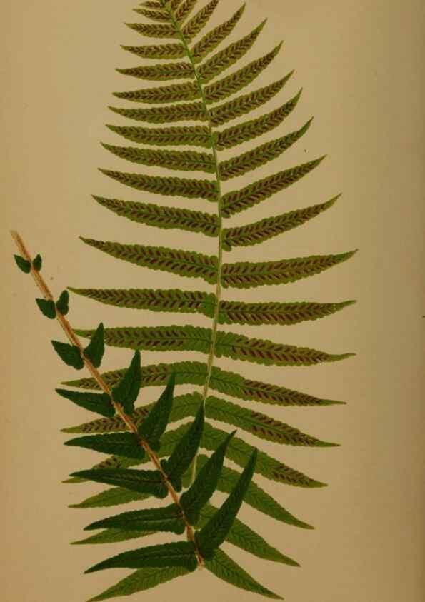 Reproducción/Reproduction 49626883211: Ferns: British and exotic.... London,Groombridge and Sons,1856-60.. 