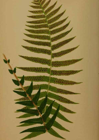Reproducción/Reproduction 49626883211: Ferns: British and exotic.... London,Groombridge and Sons,1856-60.. 