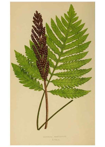 Reproducción/Reproduction 49627220816: Ferns: British and exotic.... London,Groombridge and Sons,1856-60.. 