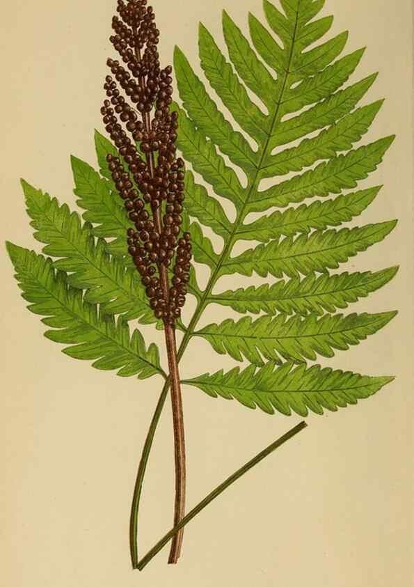 Reproducción/Reproduction 49627220816: Ferns: British and exotic.... London,Groombridge and Sons,1856-60.. 