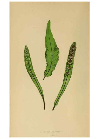 Reproducción/Reproduction 49627493852: Ferns: British and exotic.... London,Groombridge and Sons,1856-60.. 