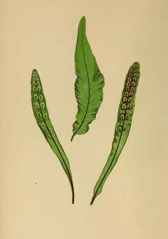 Reproducción/Reproduction 49627493852: Ferns: British and exotic.... London,Groombridge and Sons,1856-60.. 