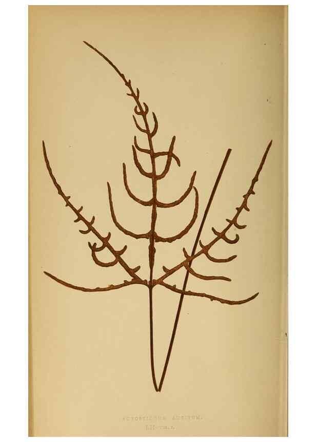 Reproducción/Reproduction 49628475327: Ferns: British and exotic.... London,Groombridge and Sons,1856-60.. 