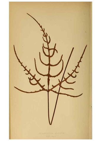 Reproducción/Reproduction 49628475327: Ferns: British and exotic.... London,Groombridge and Sons,1856-60.. 