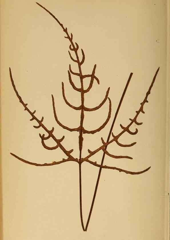 Reproducción/Reproduction 49628475327: Ferns: British and exotic.... London,Groombridge and Sons,1856-60.. 