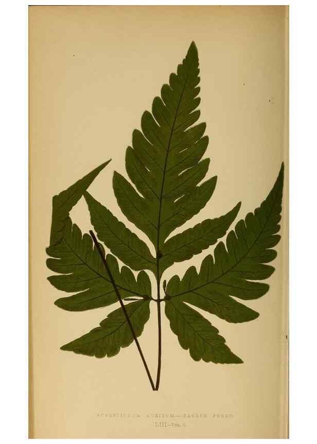 Reproducción/Reproduction 49627684173: Ferns: British and exotic.... London,Groombridge and Sons,1856-60.. 