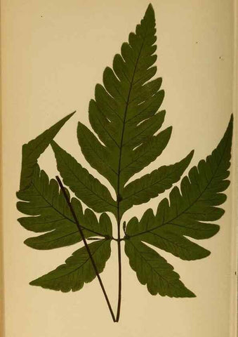 Reproducción/Reproduction 49627684173: Ferns: British and exotic.... London,Groombridge and Sons,1856-60.. 