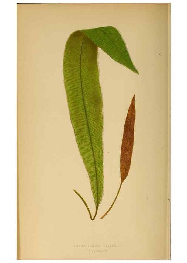 Reproducción/Reproduction 49627684393: Ferns: British and exotic.... London,Groombridge and Sons,1856-60.. 