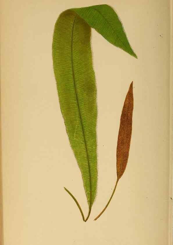 Reproducción/Reproduction 49627684393: Ferns: British and exotic.... London,Groombridge and Sons,1856-60.. 