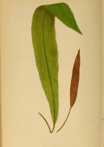 Reproducción/Reproduction 49627684393: Ferns: British and exotic.... London,Groombridge and Sons,1856-60.. 