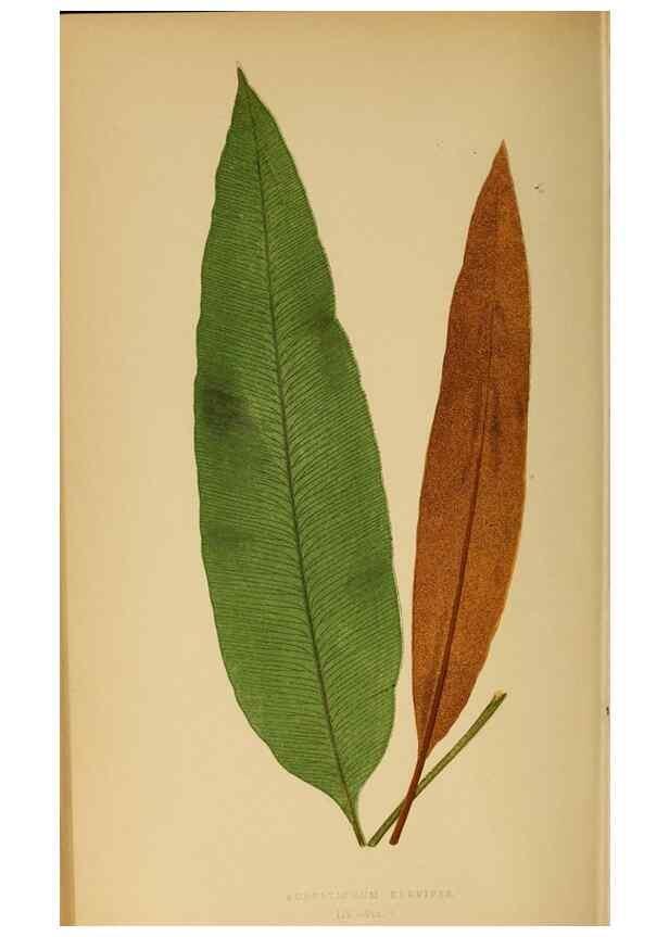 Reproducción/Reproduction 49627684583: Ferns: British and exotic.... London,Groombridge and Sons,1856-60.. 