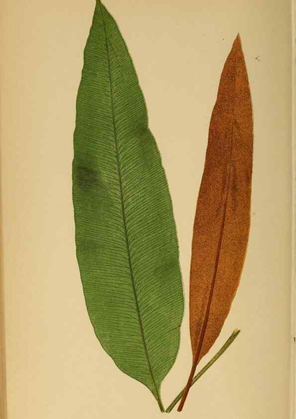Reproducción/Reproduction 49627684583: Ferns: British and exotic.... London,Groombridge and Sons,1856-60.. 