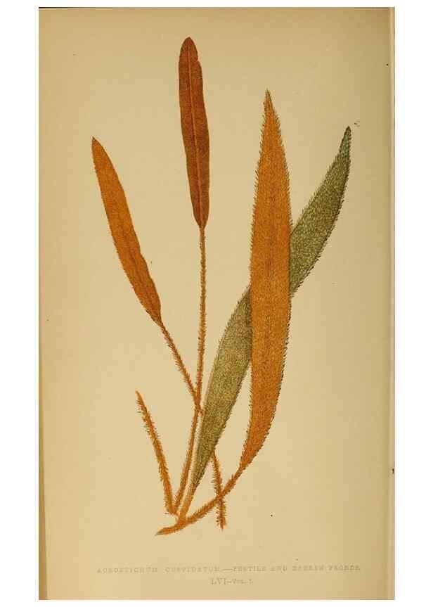 Reproducción/Reproduction 49628476267: Ferns: British and exotic.... London,Groombridge and Sons,1856-60.. 