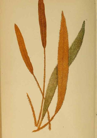 Reproducción/Reproduction 49628476267: Ferns: British and exotic.... London,Groombridge and Sons,1856-60.. 
