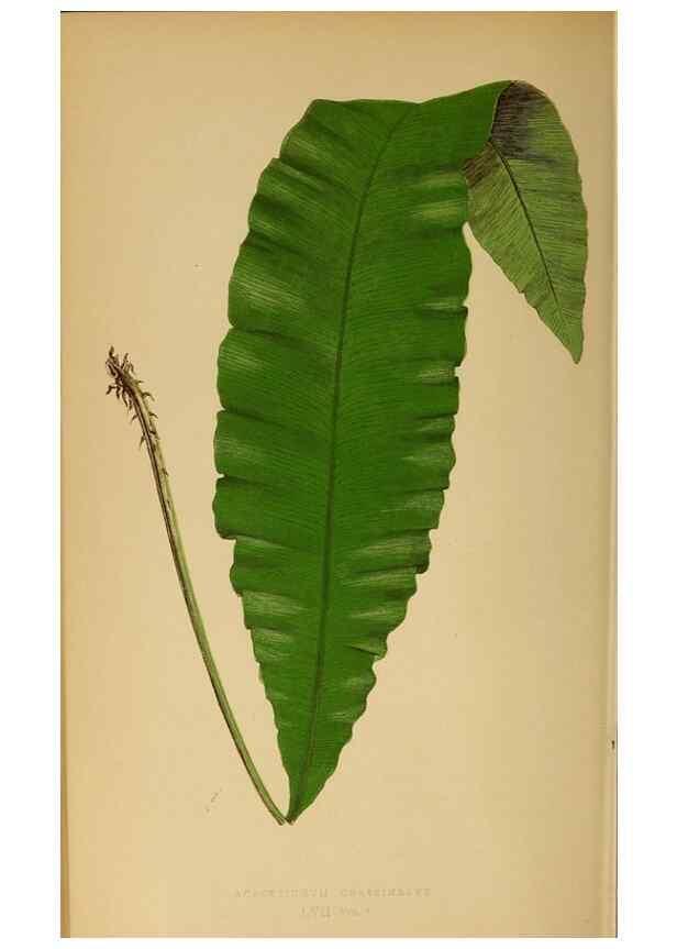 Reproducción/Reproduction 49628201726: Ferns: British and exotic.... London,Groombridge and Sons,1856-60.. 