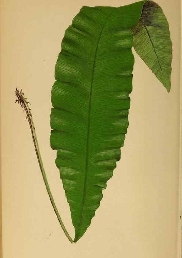 Reproducción/Reproduction 49628201726: Ferns: British and exotic.... London,Groombridge and Sons,1856-60.. 