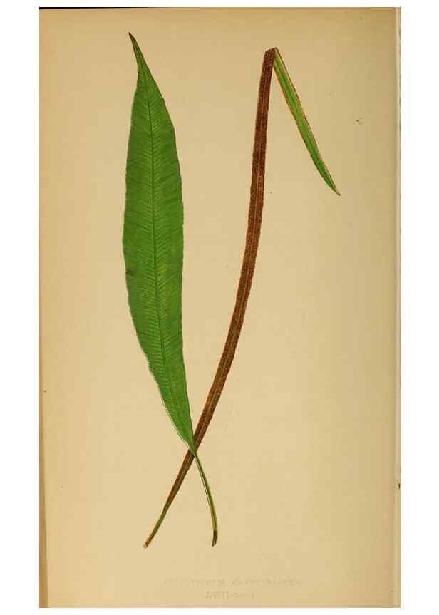 Reproducción/Reproduction 49628476637: Ferns: British and exotic.... London,Groombridge and Sons,1856-60.. 