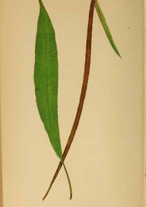 Reproducción/Reproduction 49628476637: Ferns: British and exotic.... London,Groombridge and Sons,1856-60.. 