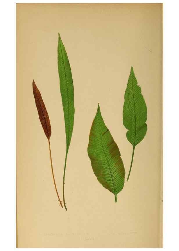 Reproducción/Reproduction 49627685288: Ferns: British and exotic.... London,Groombridge and Sons,1856-60.. 
