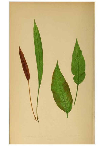 Reproducción/Reproduction 49627685288: Ferns: British and exotic.... London,Groombridge and Sons,1856-60.. 