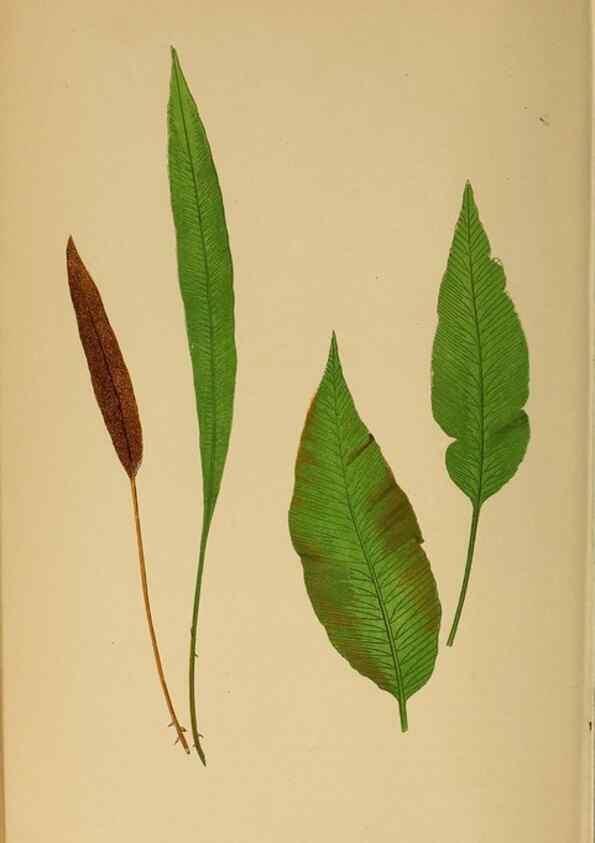 Reproducción/Reproduction 49627685288: Ferns: British and exotic.... London,Groombridge and Sons,1856-60.. 