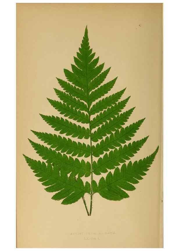 Reproducción/Reproduction 49628477102: Ferns: British and exotic.... London,Groombridge and Sons,1856-60.. 