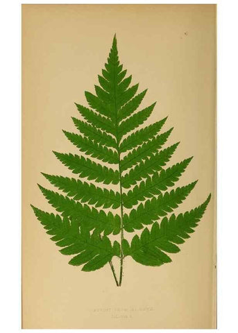 Reproducción/Reproduction 49628477102: Ferns: British and exotic.... London,Groombridge and Sons,1856-60.. 