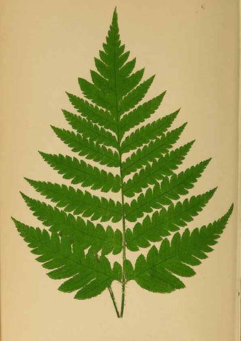 Reproducción/Reproduction 49628477102: Ferns: British and exotic.... London,Groombridge and Sons,1856-60.. 