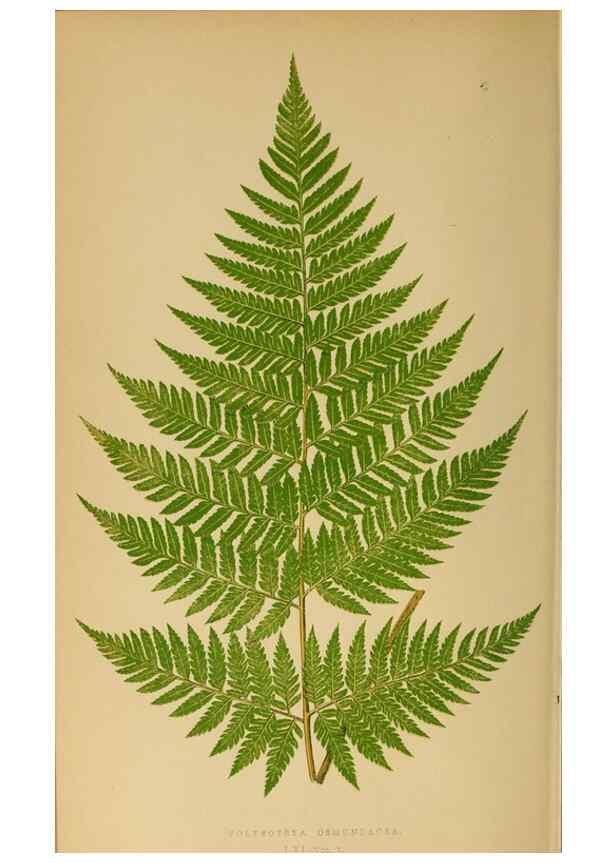 Reproducción/Reproduction 49627685668: Ferns: British and exotic.... London,Groombridge and Sons,1856-60.. 