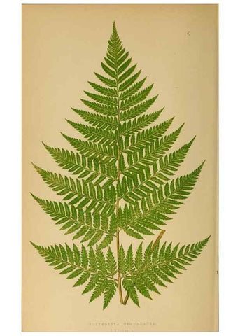 Reproducción/Reproduction 49627685668: Ferns: British and exotic.... London,Groombridge and Sons,1856-60.. 