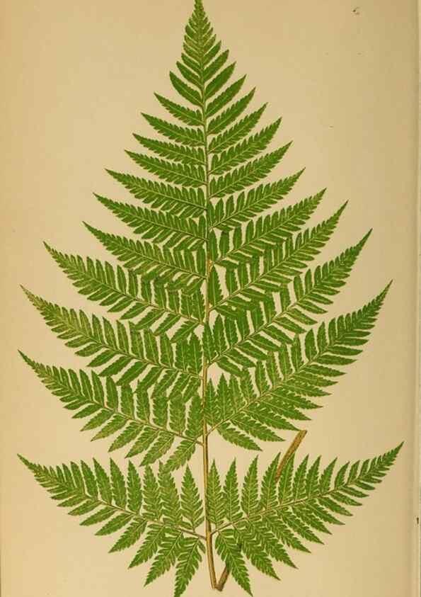 Reproducción/Reproduction 49627685668: Ferns: British and exotic.... London,Groombridge and Sons,1856-60.. 