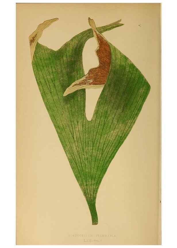 Reproducción/Reproduction 49628477542: Ferns: British and exotic.... London,Groombridge and Sons,1856-60.. 