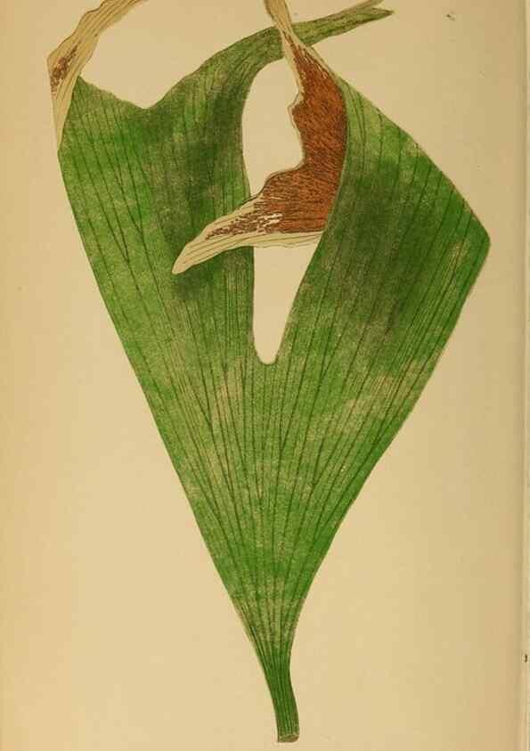 Reproducción/Reproduction 49628477542: Ferns: British and exotic.... London,Groombridge and Sons,1856-60.. 